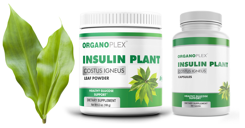 Insulin Plant leaf powder and capsules